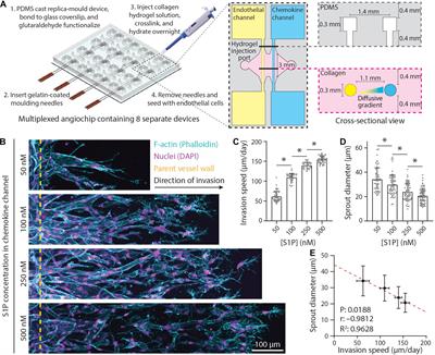 Dynamic Endothelial Stalk Cell–Matrix Interactions Regulate Angiogenic Sprout Diameter